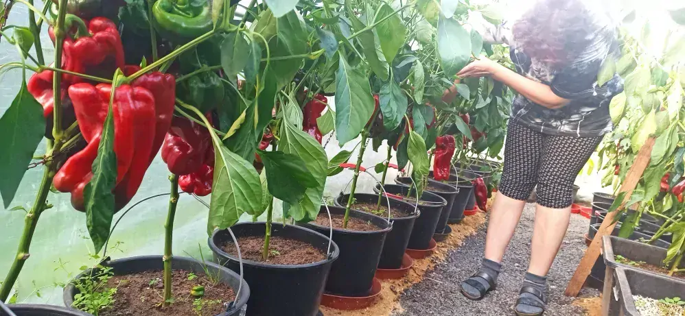 Moon River Organické přírodní hnojivo granulované 2 litr