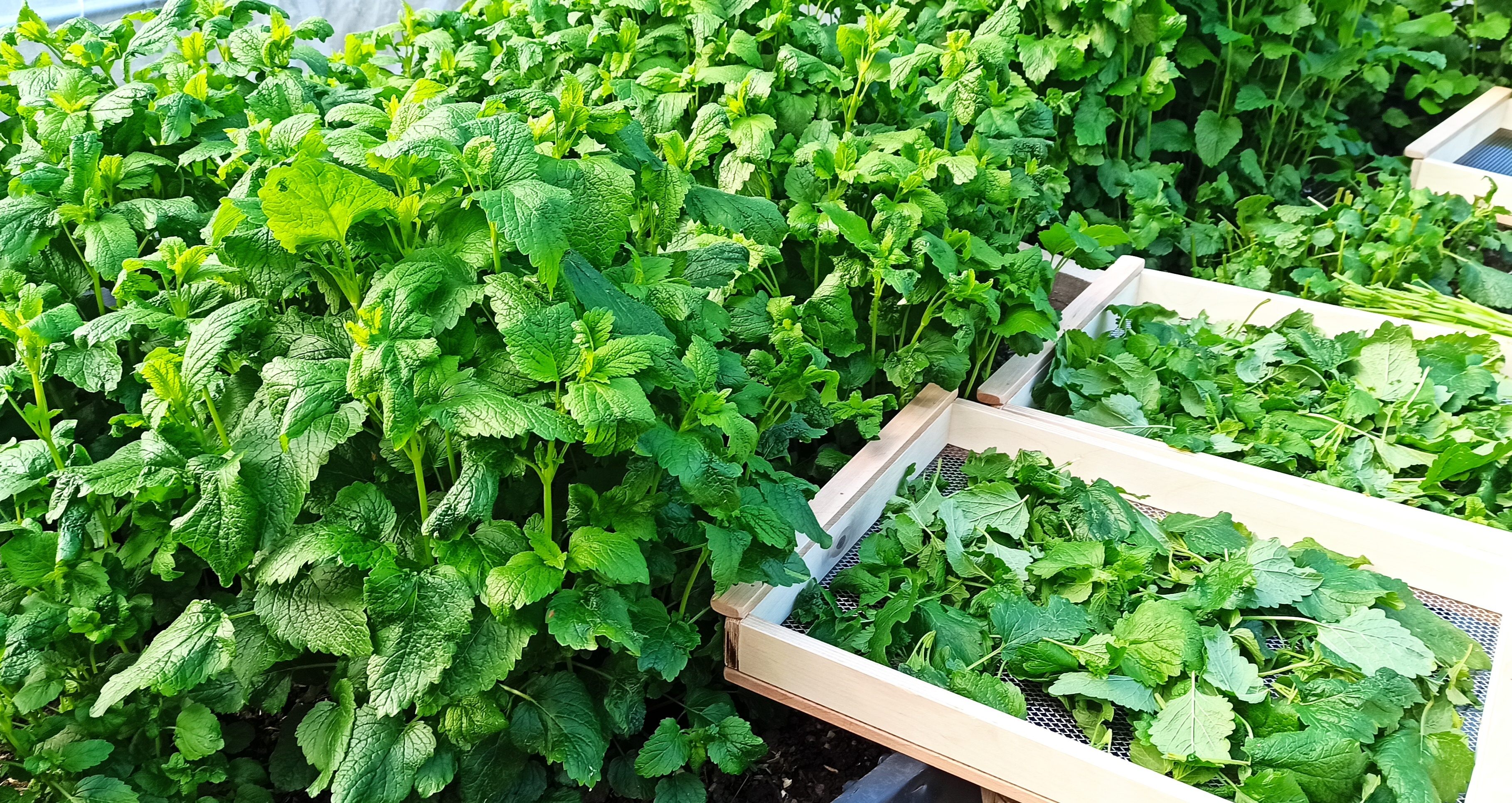 Organické hmyzí hnojivo 0,5 litrů 