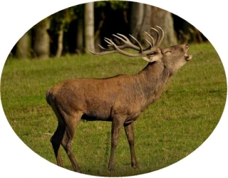 Nažehlovačka myslivecká jelen