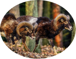 Nažehlovačka myslivecká muflon II