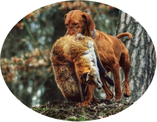 Nažehlovačka myslivecká PES A LIŠKA