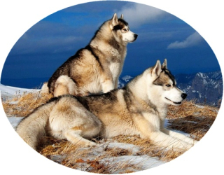 Nažehlovačka s vlkem I