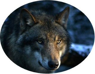 Nažehlovačka s vlkem II